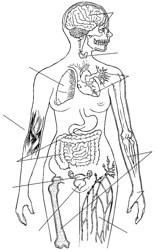 location of the sensory organs of the body systems