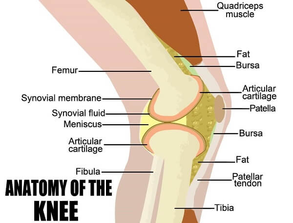 anatomy of the knee