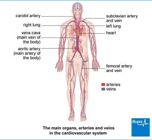 Cardiovascular system