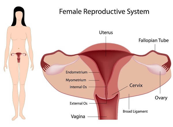 female reproductive system