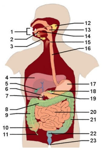 HLTAAP001 Recognise healthy body systems Image 2