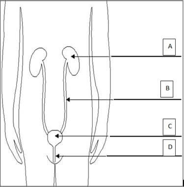 HLTAAP001 Recognise healthy body systems Image 3