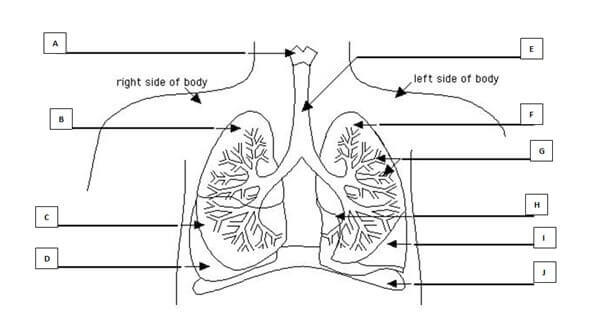 HLTAAP001 Recognise healthy body systems Image 4