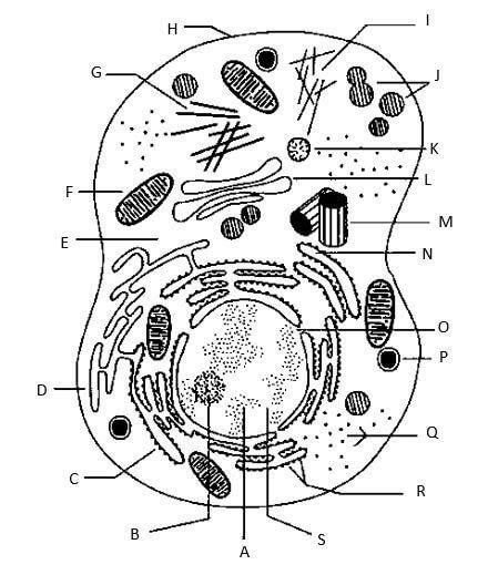 Identify the components of a cell
