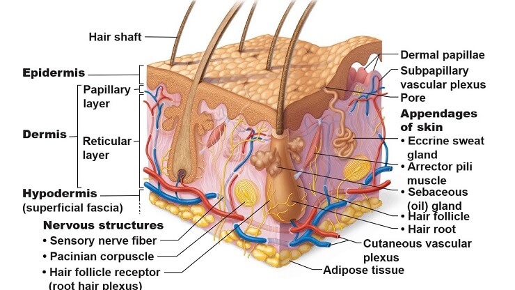 Integumentary system