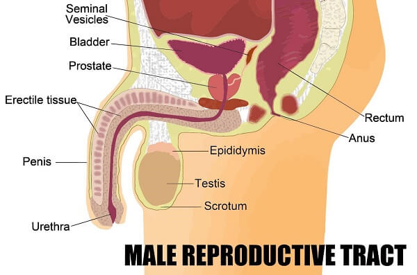 male reproductive system