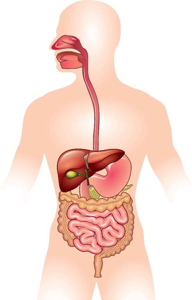 parts of the digestive system