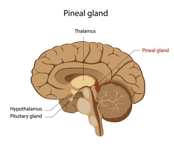 Pineal gland