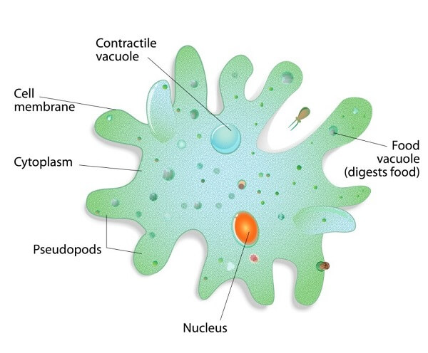 The Cells