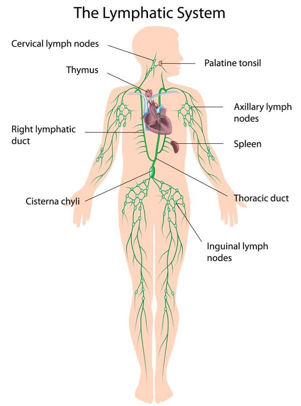 The lymphatic system