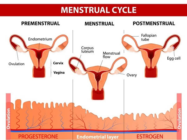 The menstrual cycle