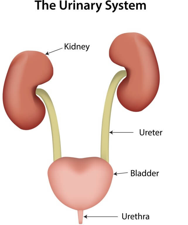 Urinary system