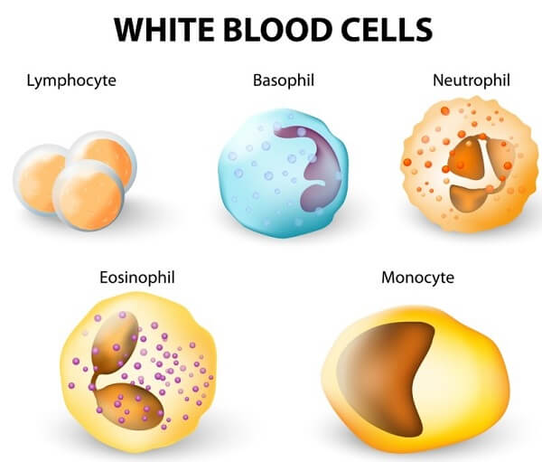 White Blood Cells