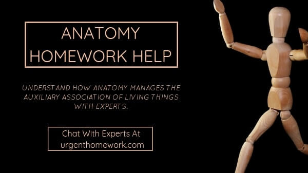 Anatomy Homework Help