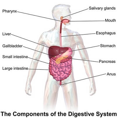 component of the digestive system