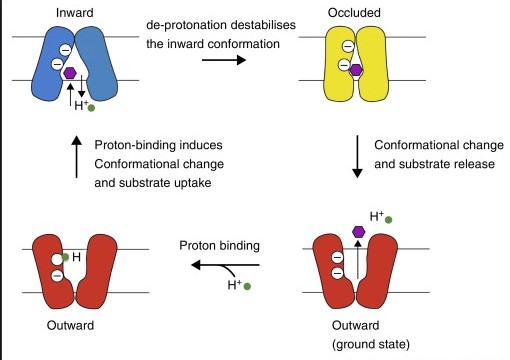 Diagram showing mechanism of RND transporters Diagram showing mechanism of RND transporters