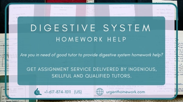 Digestive system homework help