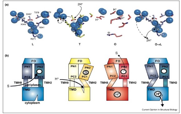 Proton coupling mechanism of RND transporter from E. coli