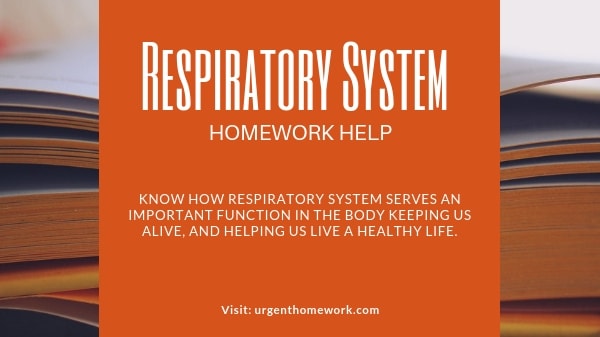 Respiratory System Homework Help