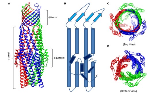 Structure of HomotrimericTolC