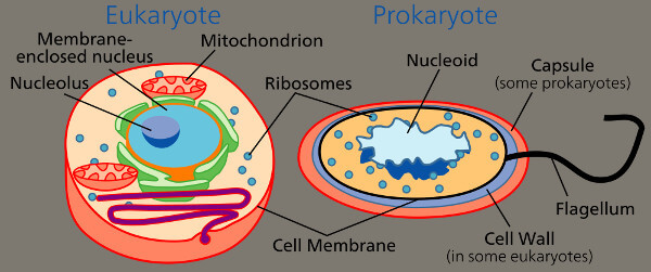 types of cells