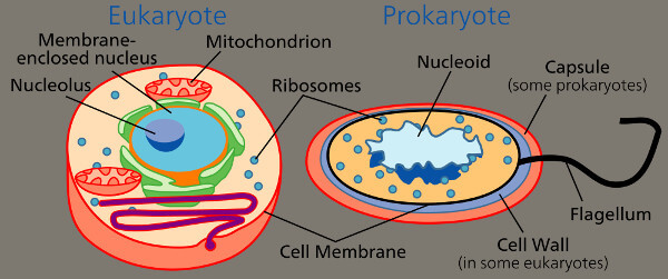 Cell Biology Homework Help | Cell Biology Assignment Help