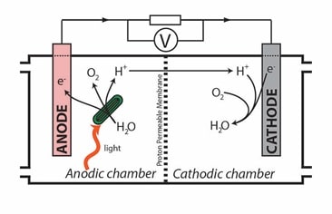 Bacteria Powered Solar Cell img5