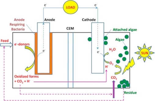 Bacteria Powered Solar Cell img9