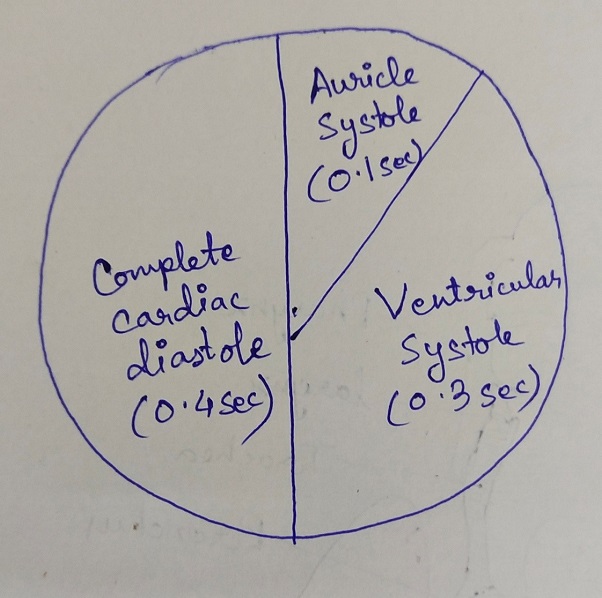 cardiac cycle