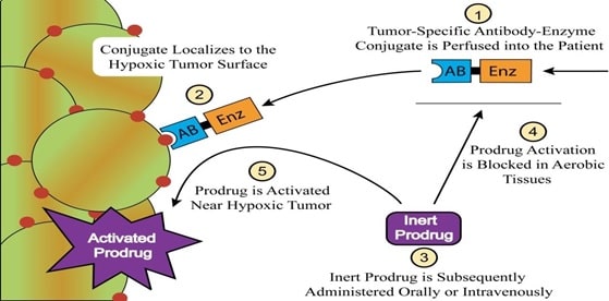 Prodrugs img13