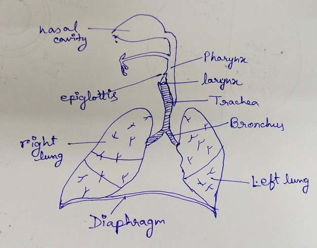respiratory organs respiratory organs