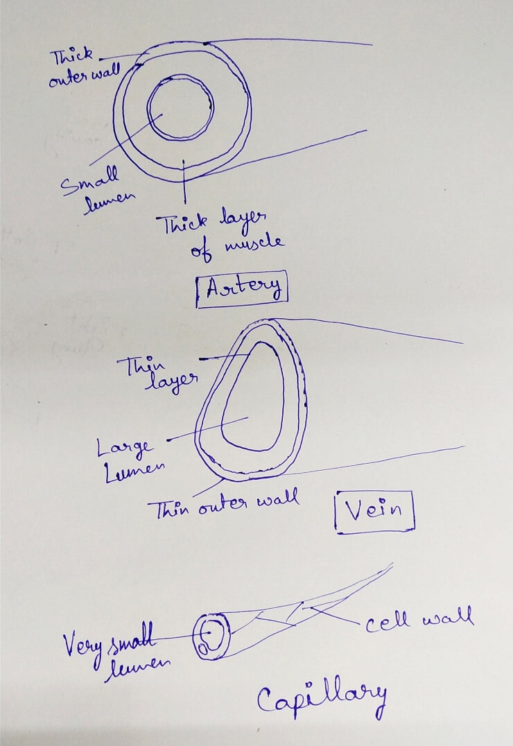 vein, artery and capillary vein, artery and capillary